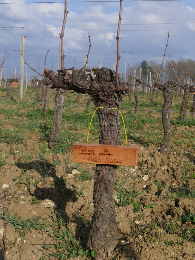 Виноградник на урожай